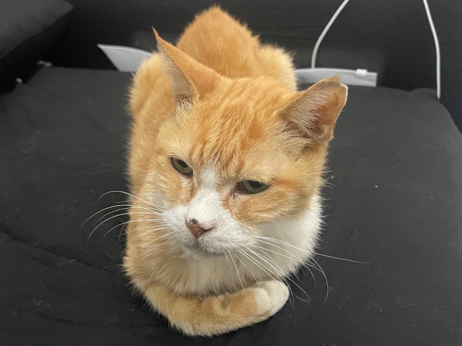 保護された猫 保護された猫