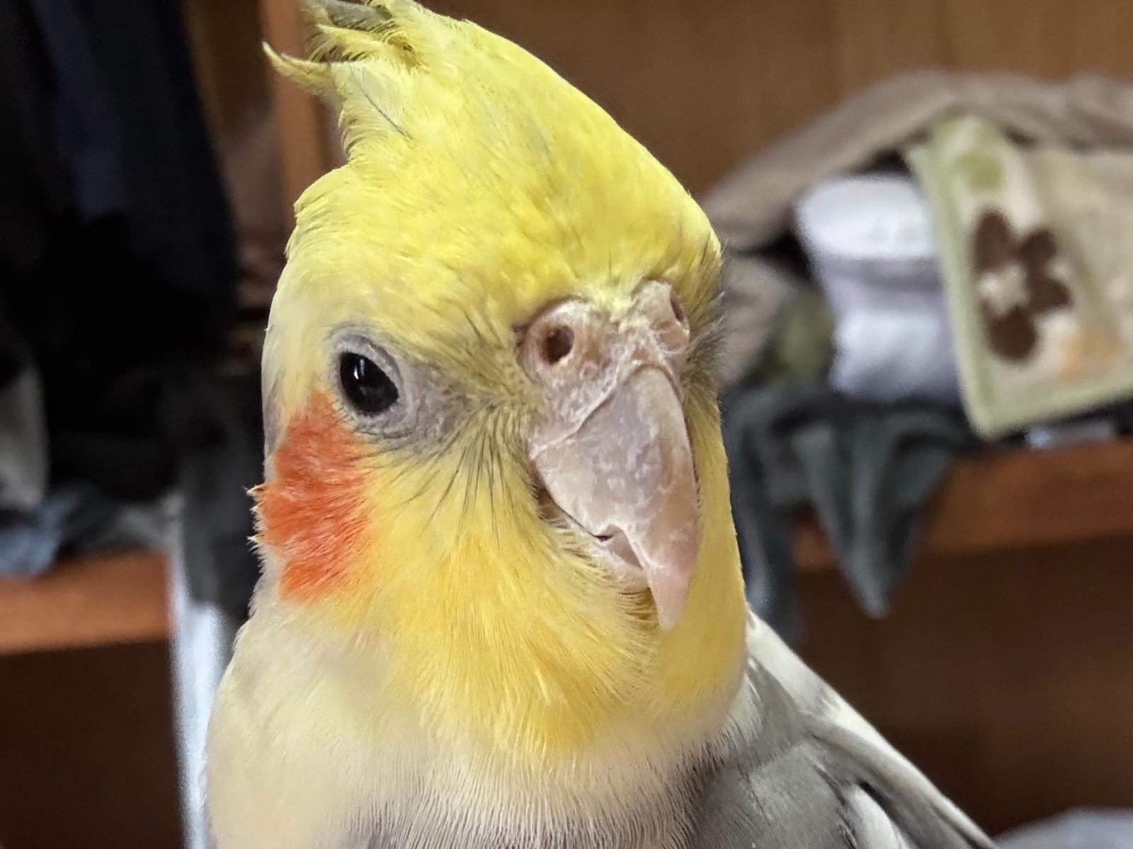 アッシュちゃん