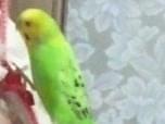 あゆちゃん あゆちゃん