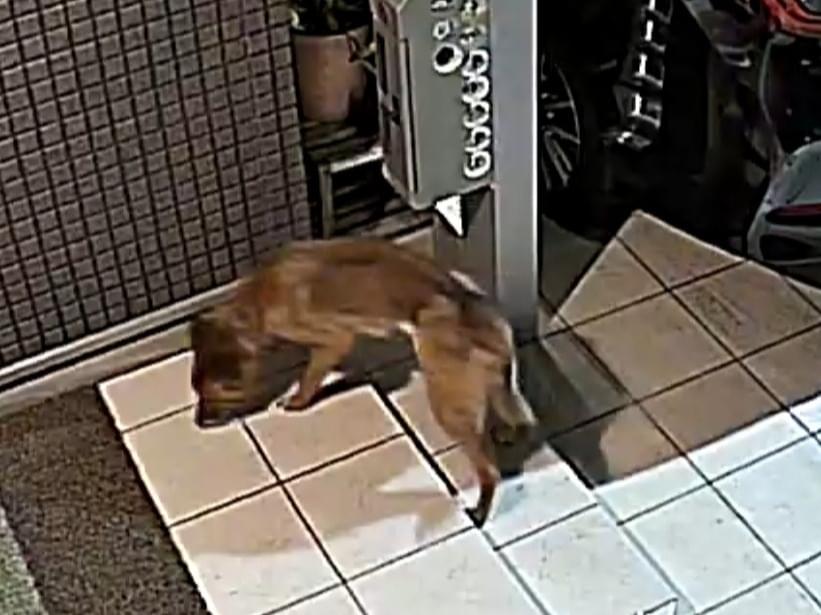 目撃された犬 目撃された犬
