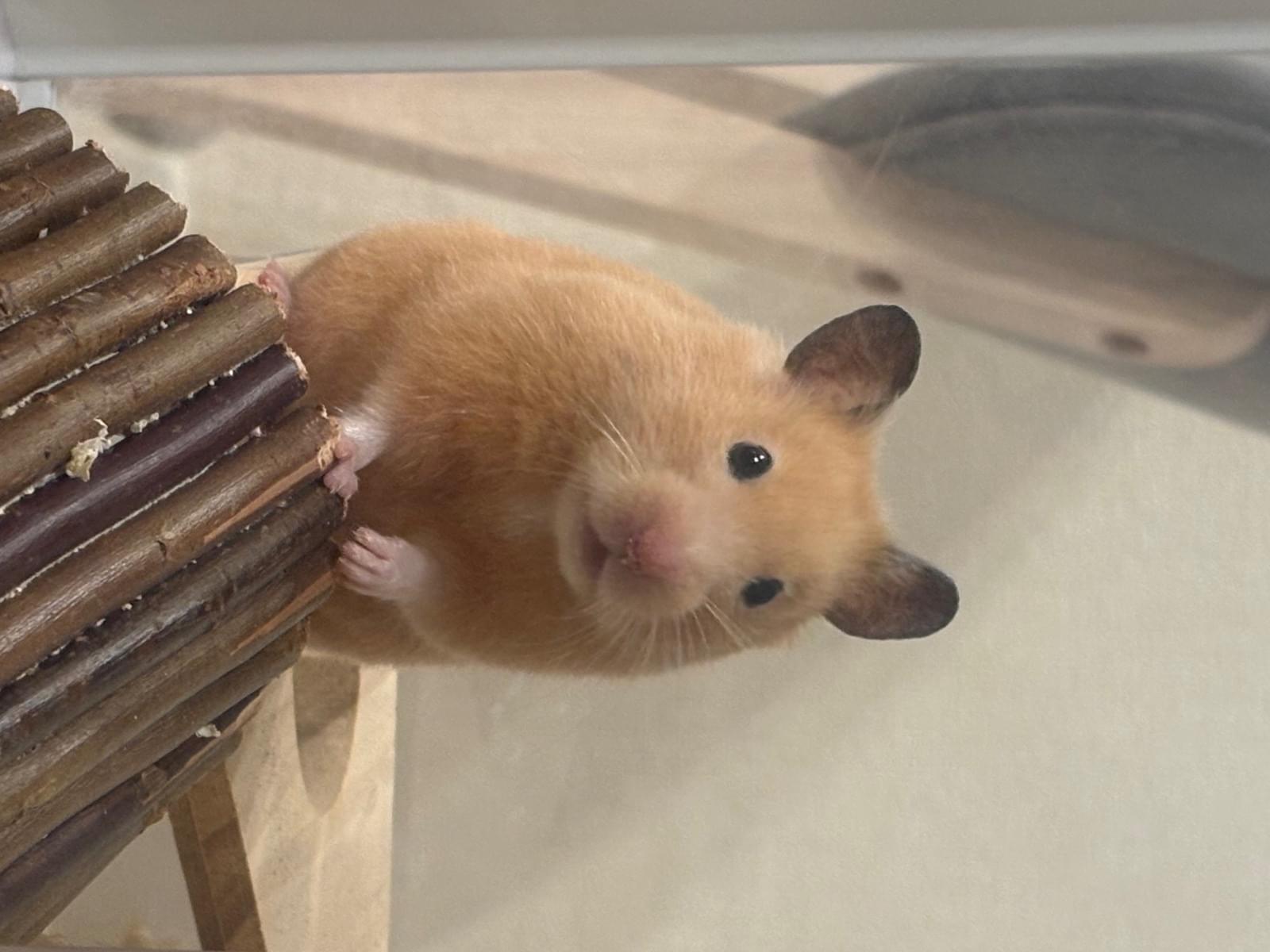 ばむちゃん
