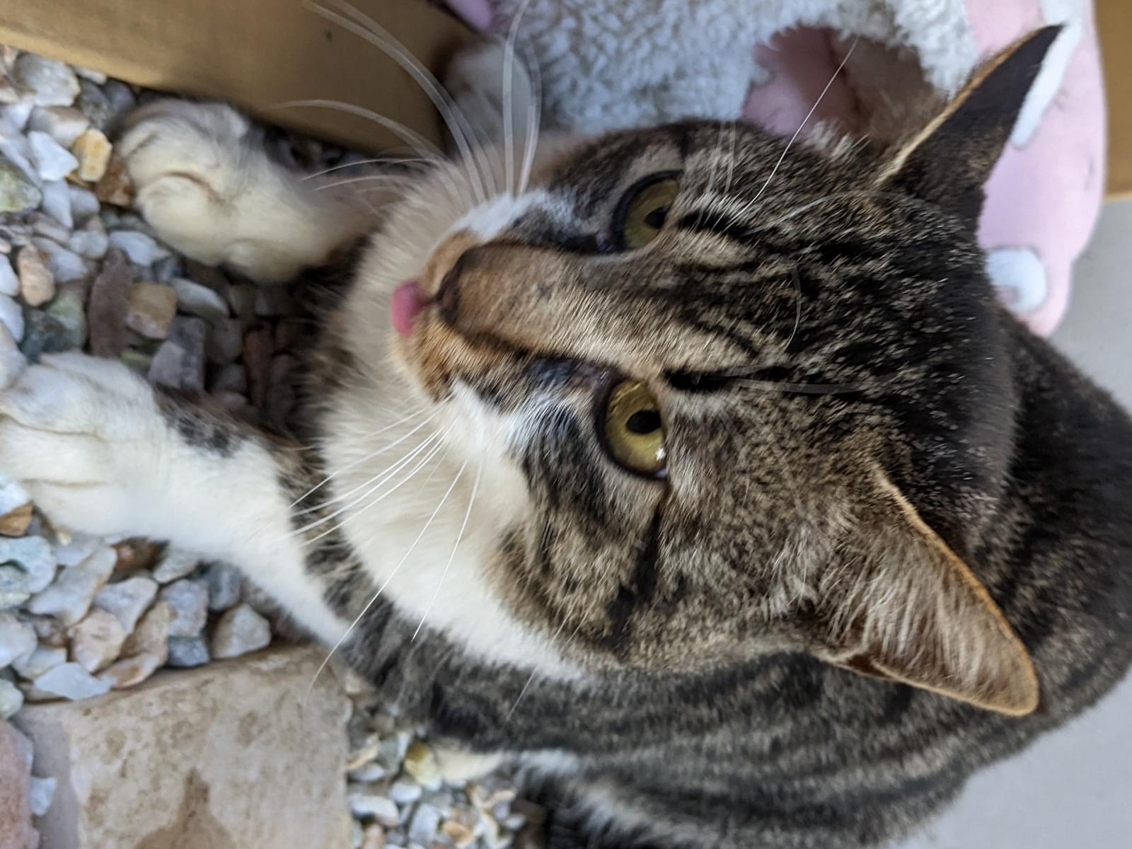 保護された猫 保護された猫