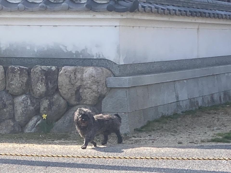 目撃された犬 目撃された犬