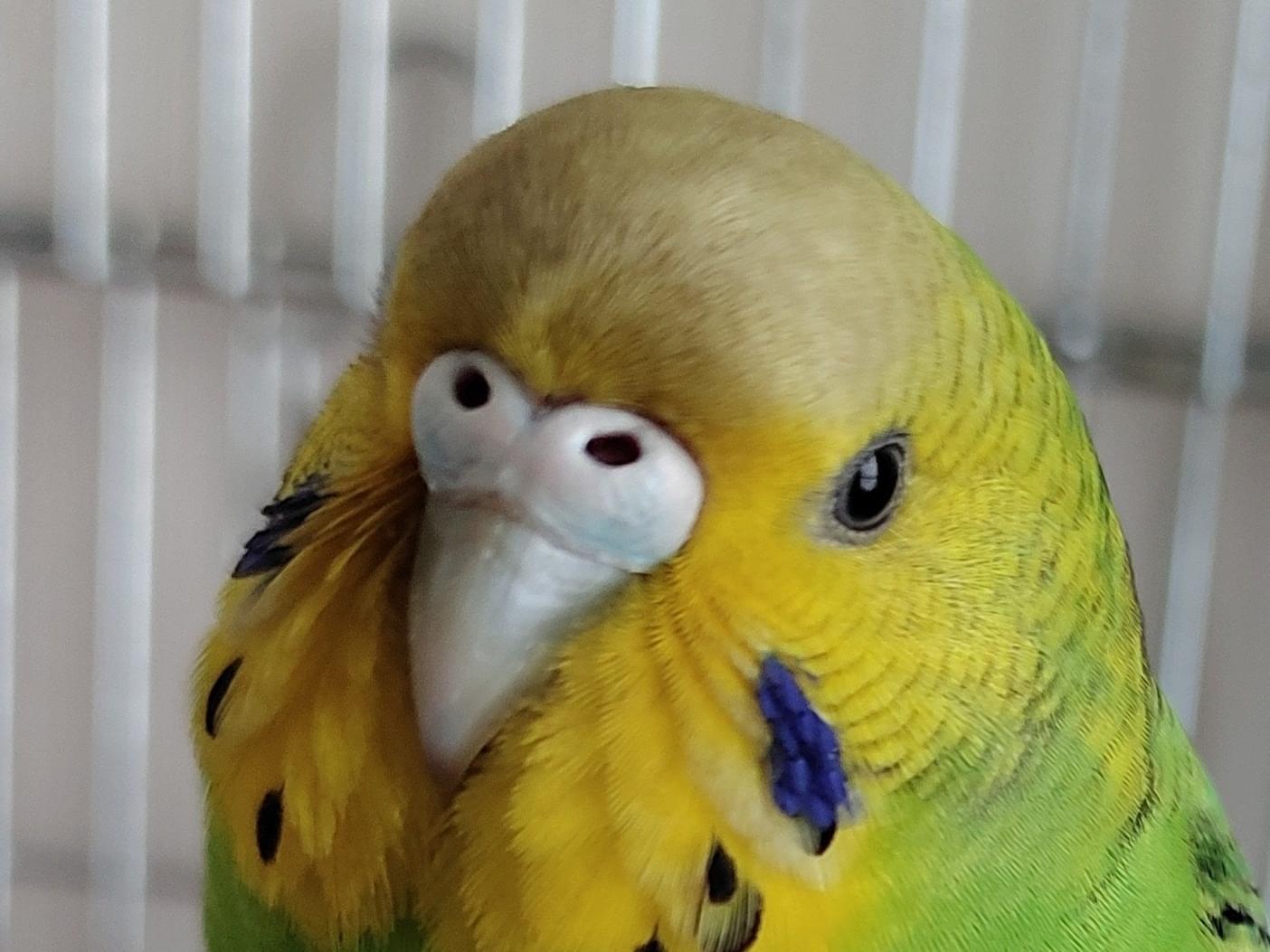 保護された鳥 保護された鳥