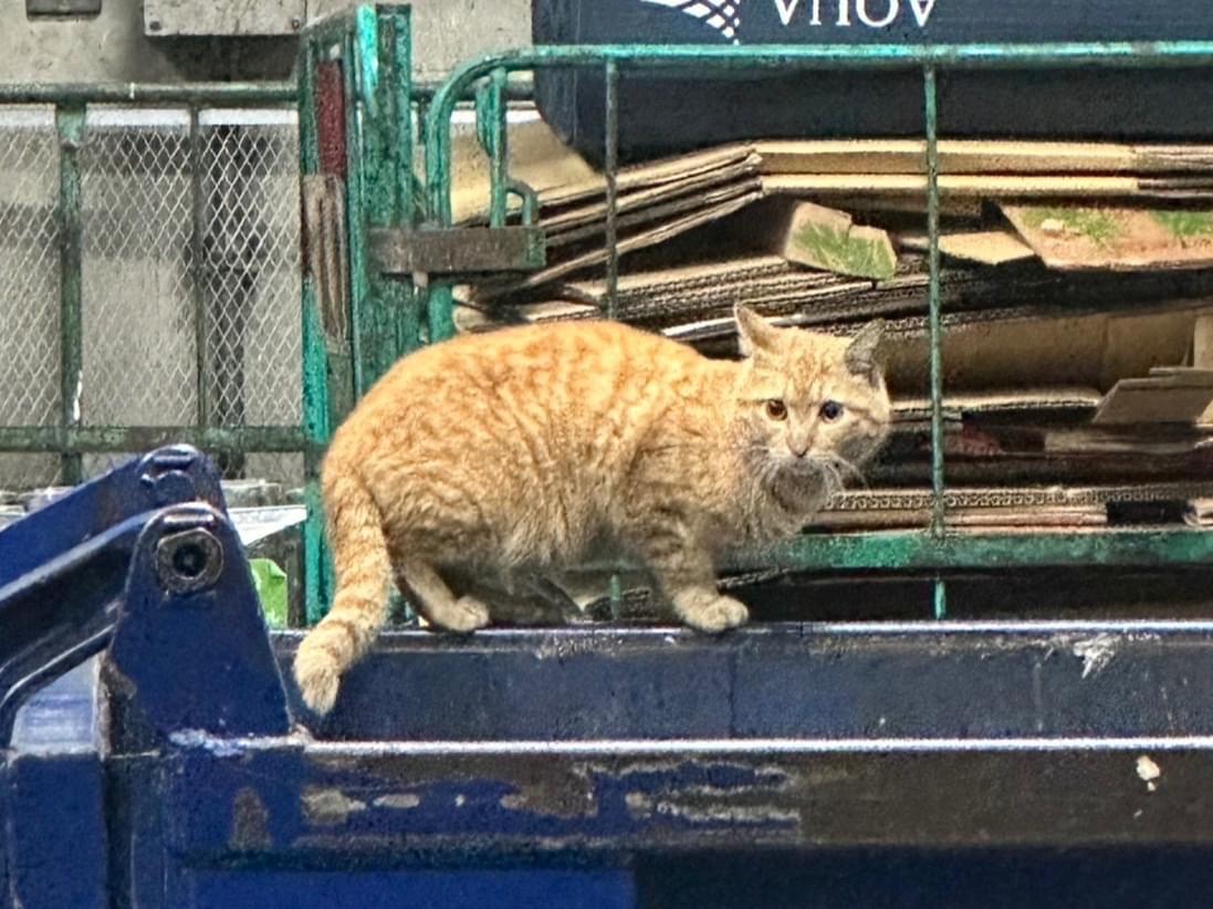 目撃された猫 目撃された猫