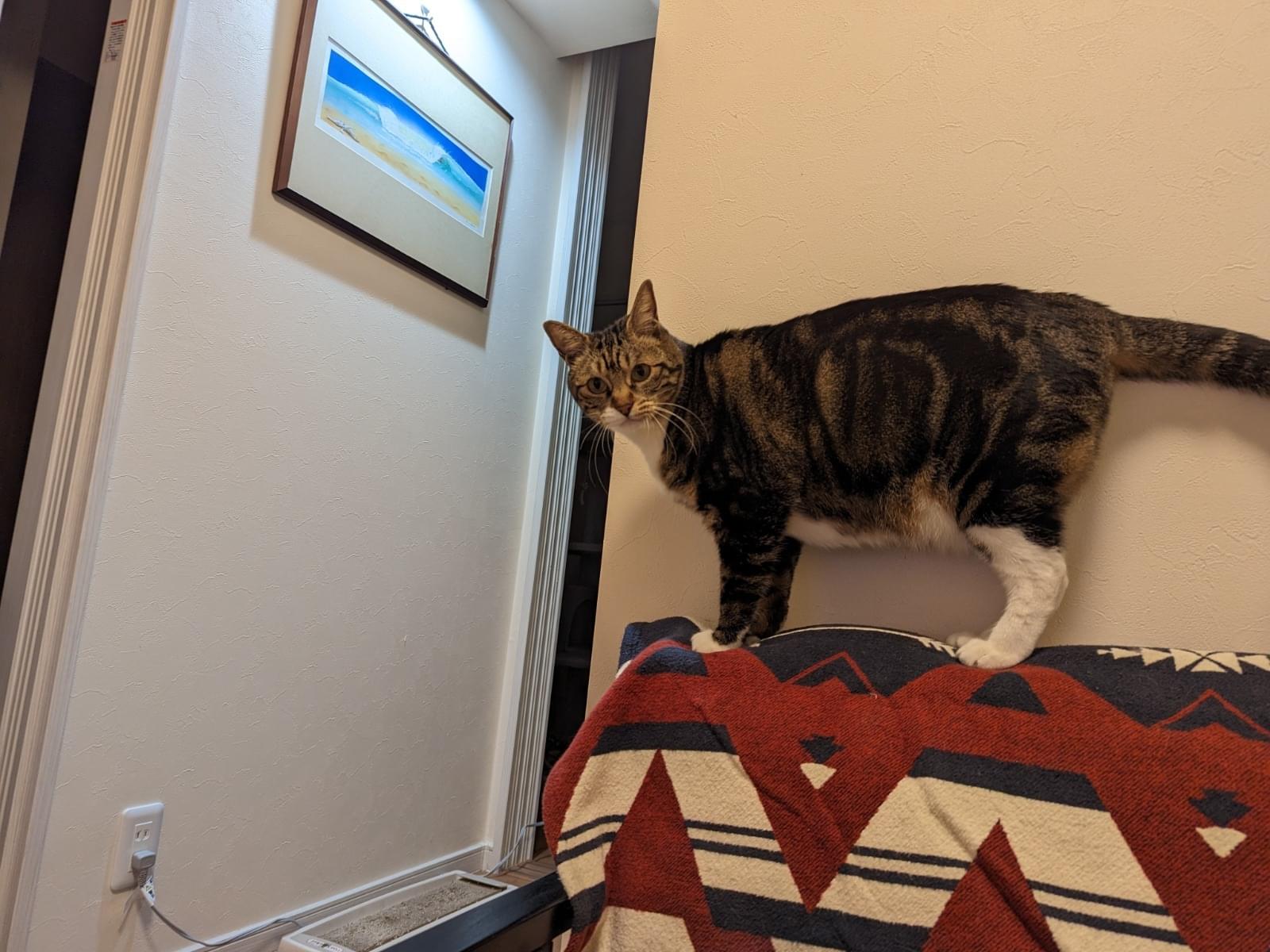 ぴーたんちゃん