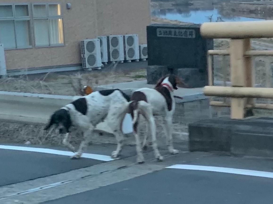 目撃された犬 目撃された犬