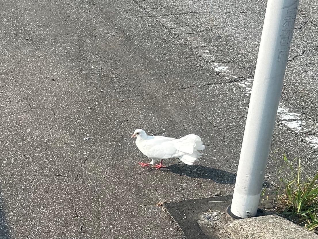 目撃された鳥 目撃された鳥