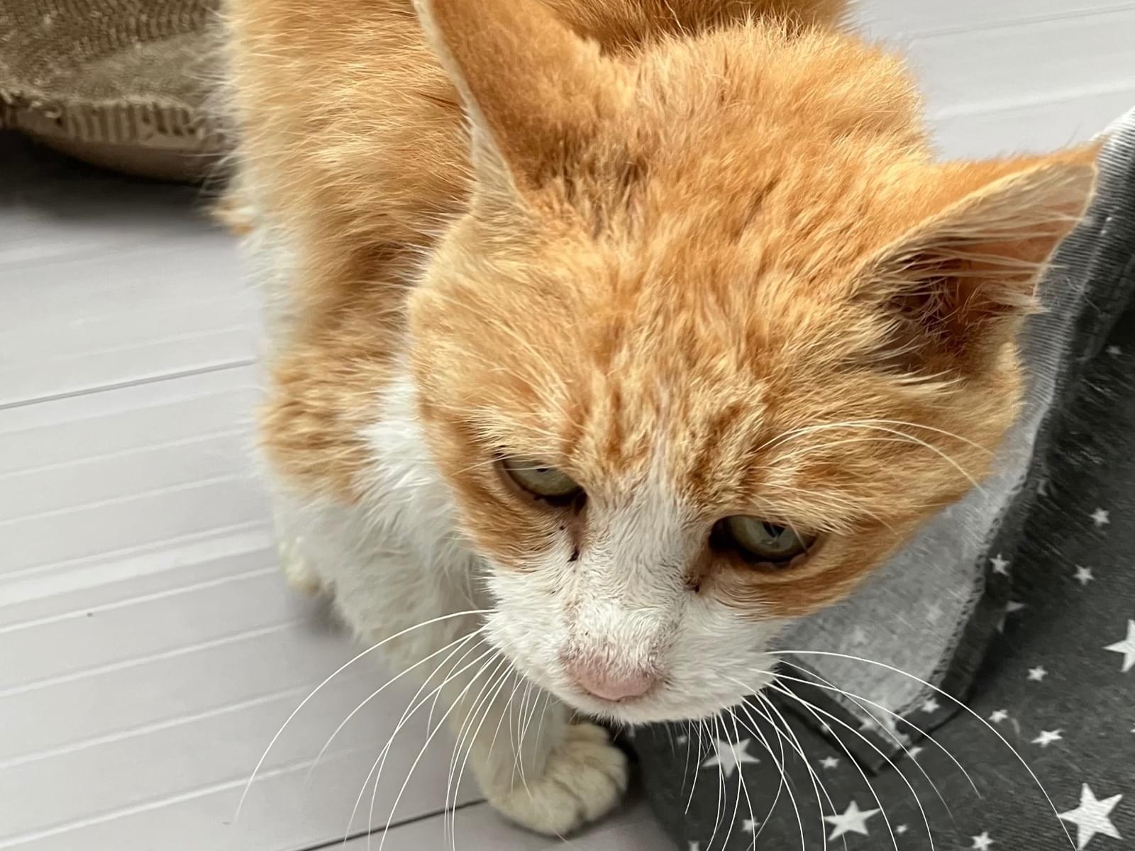 保護された猫 保護された猫