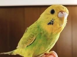 サランちゃん サランちゃん