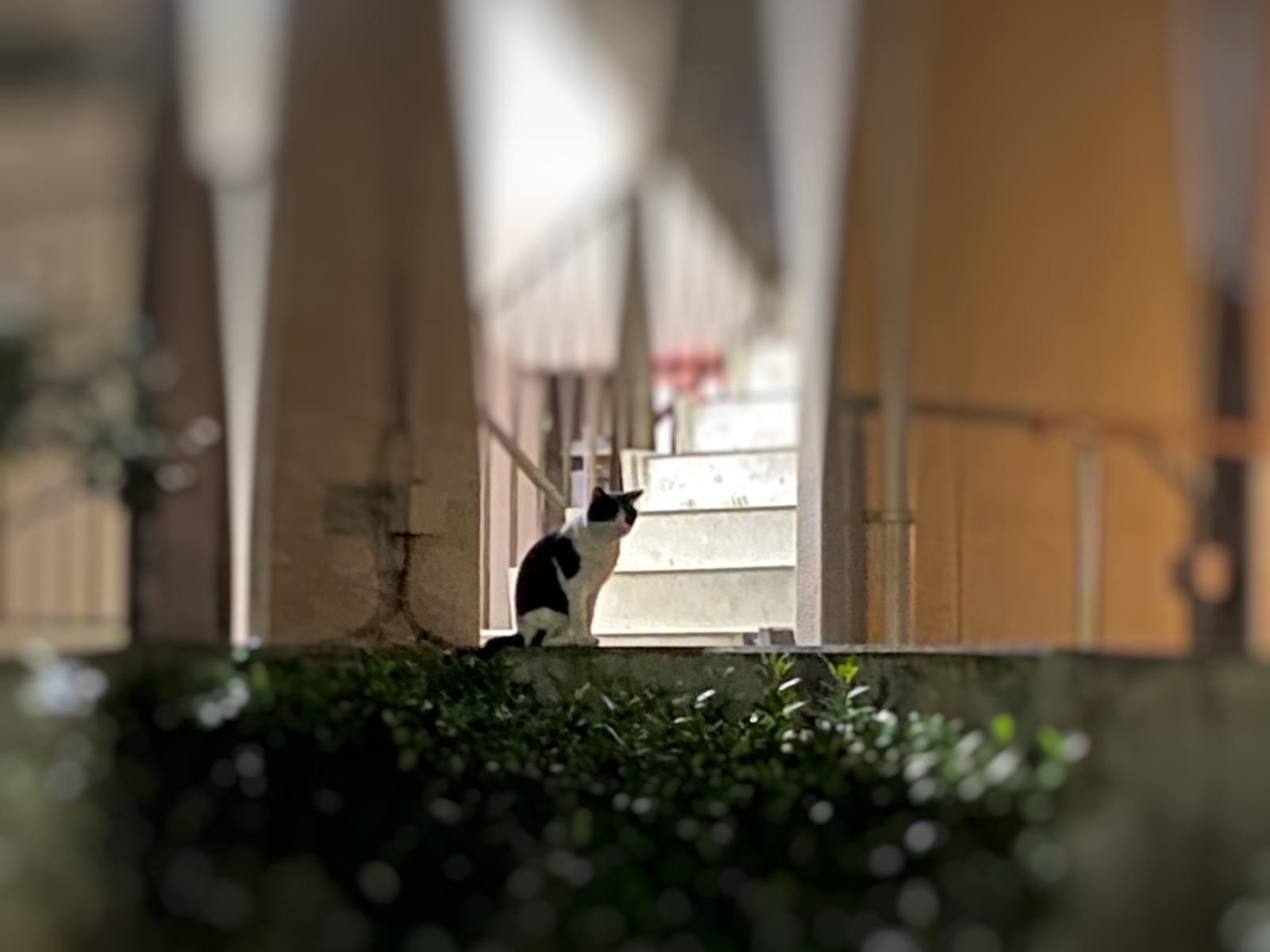 目撃された猫 目撃された猫