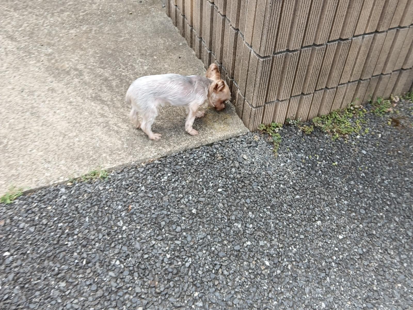 目撃された犬 目撃された犬