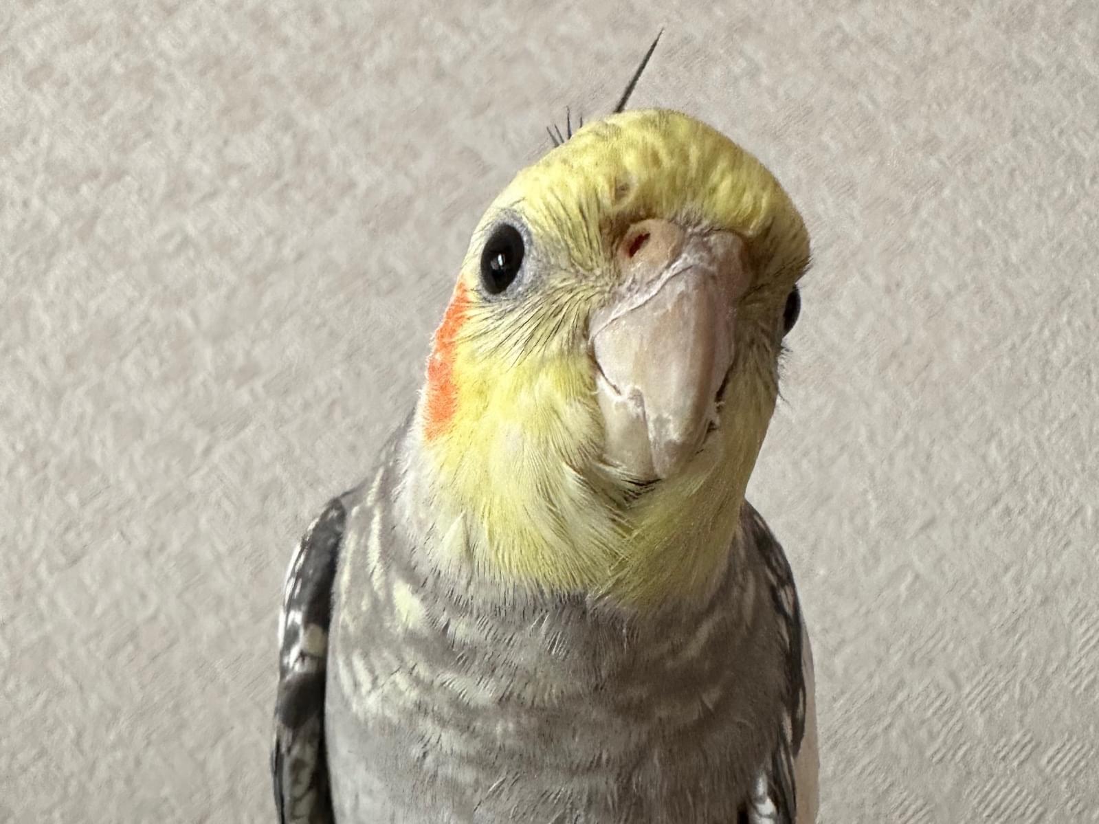パルちゃん パルちゃん