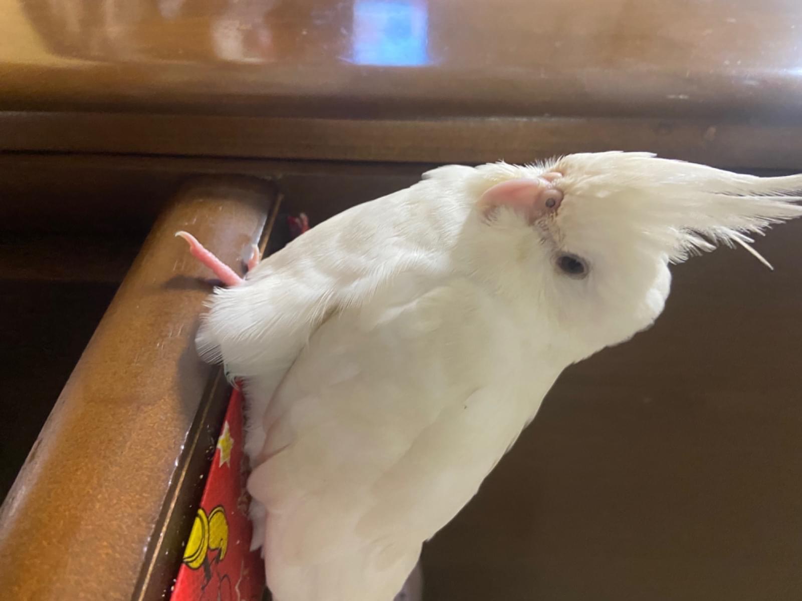 こうめちゃん こうめちゃん