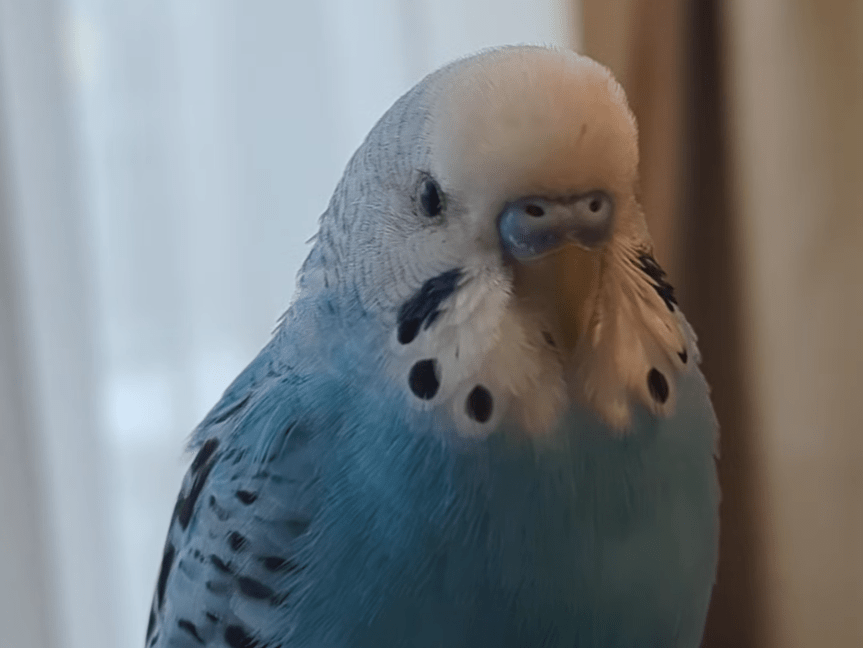 ツナちゃん ツナちゃん