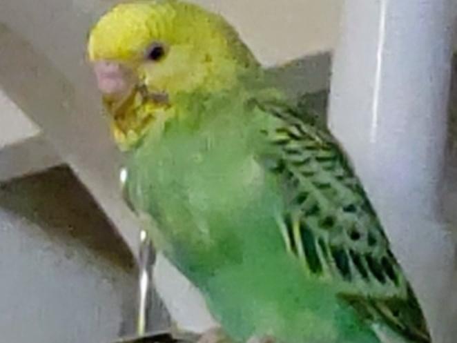 ひなちゃん ひなちゃん