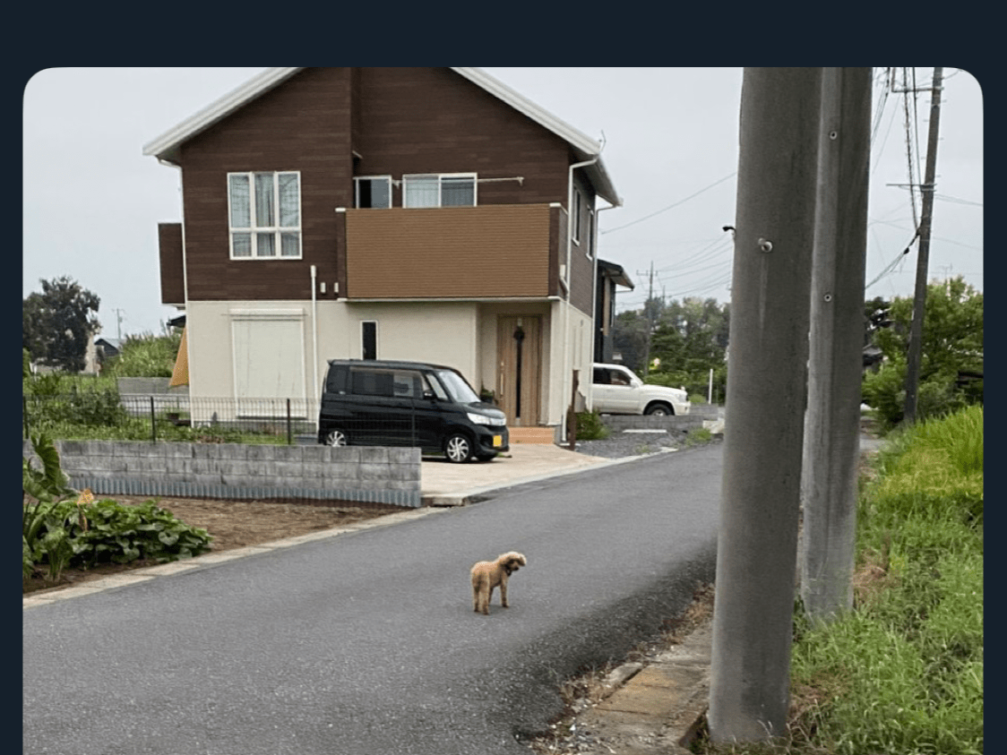 目撃された犬 目撃された犬
