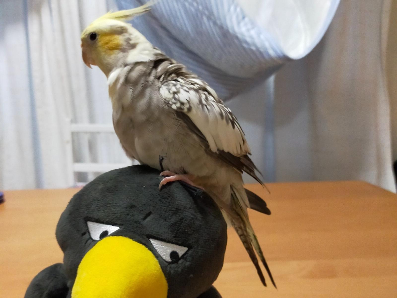 そらちゃん そらちゃん