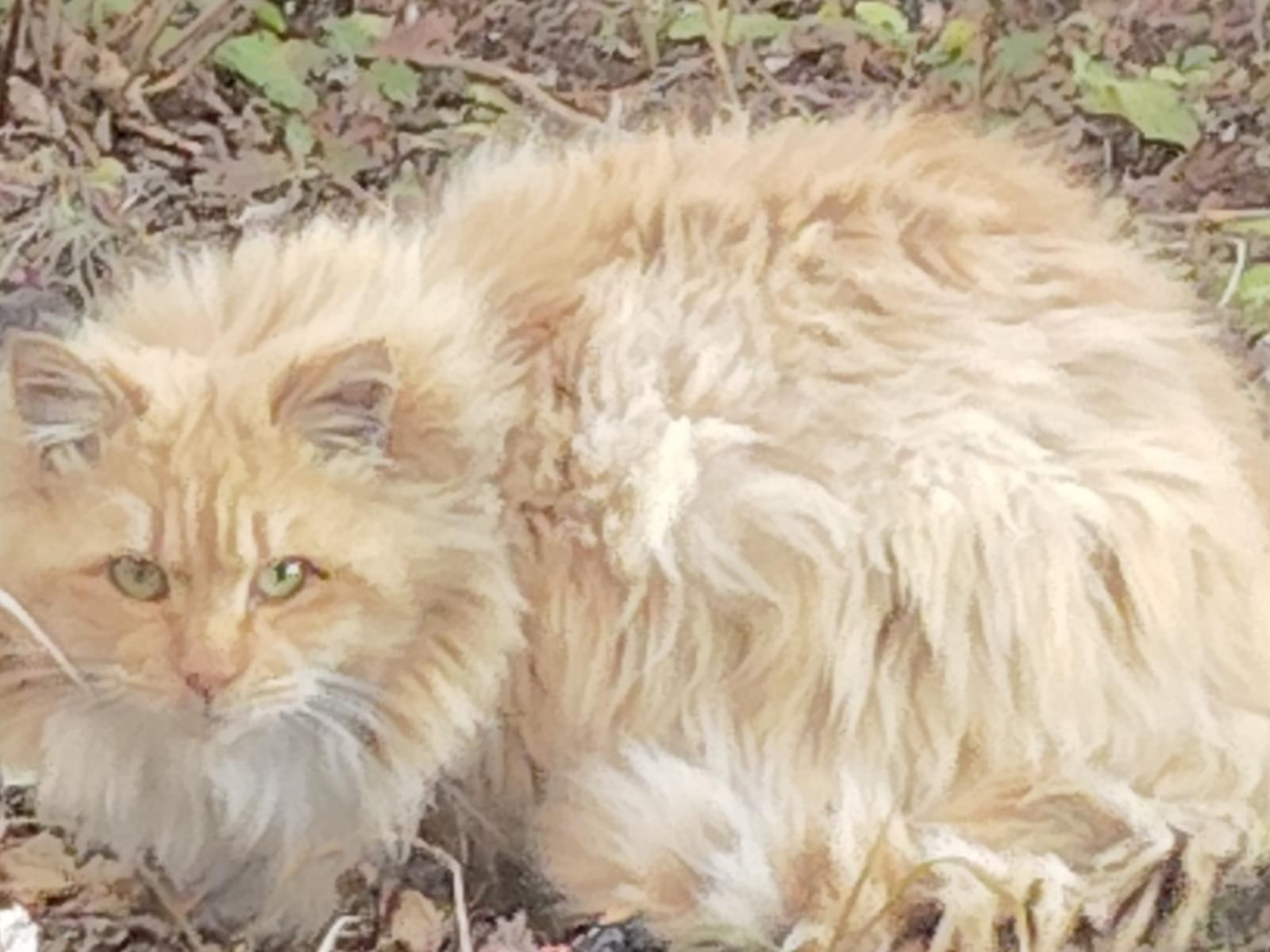 目撃された猫 目撃された猫