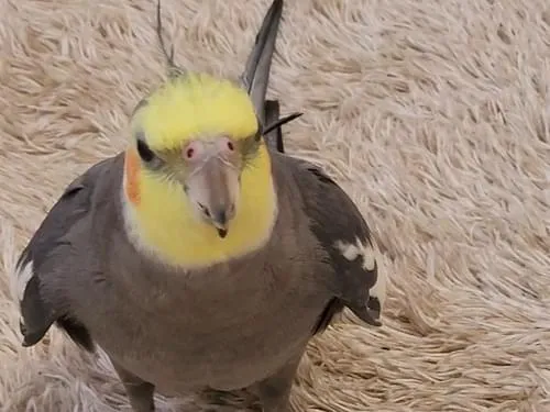 オカメインコを探しています