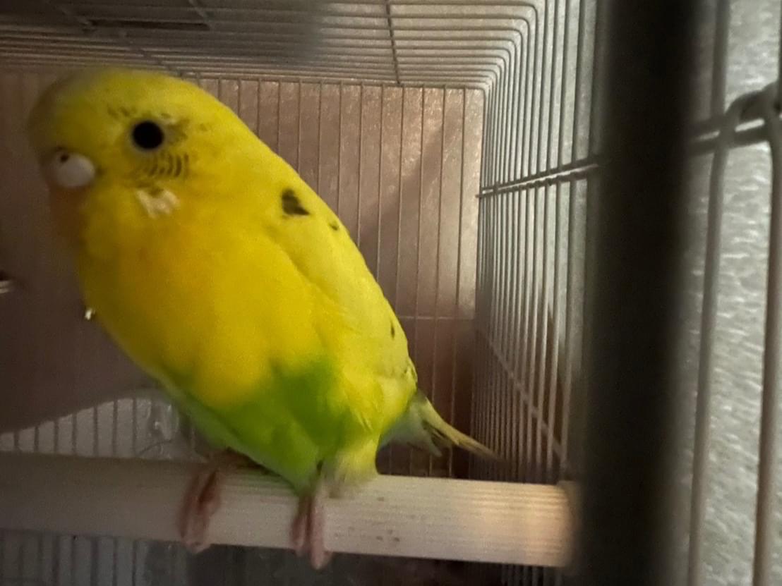 うゆちゃん うゆちゃん