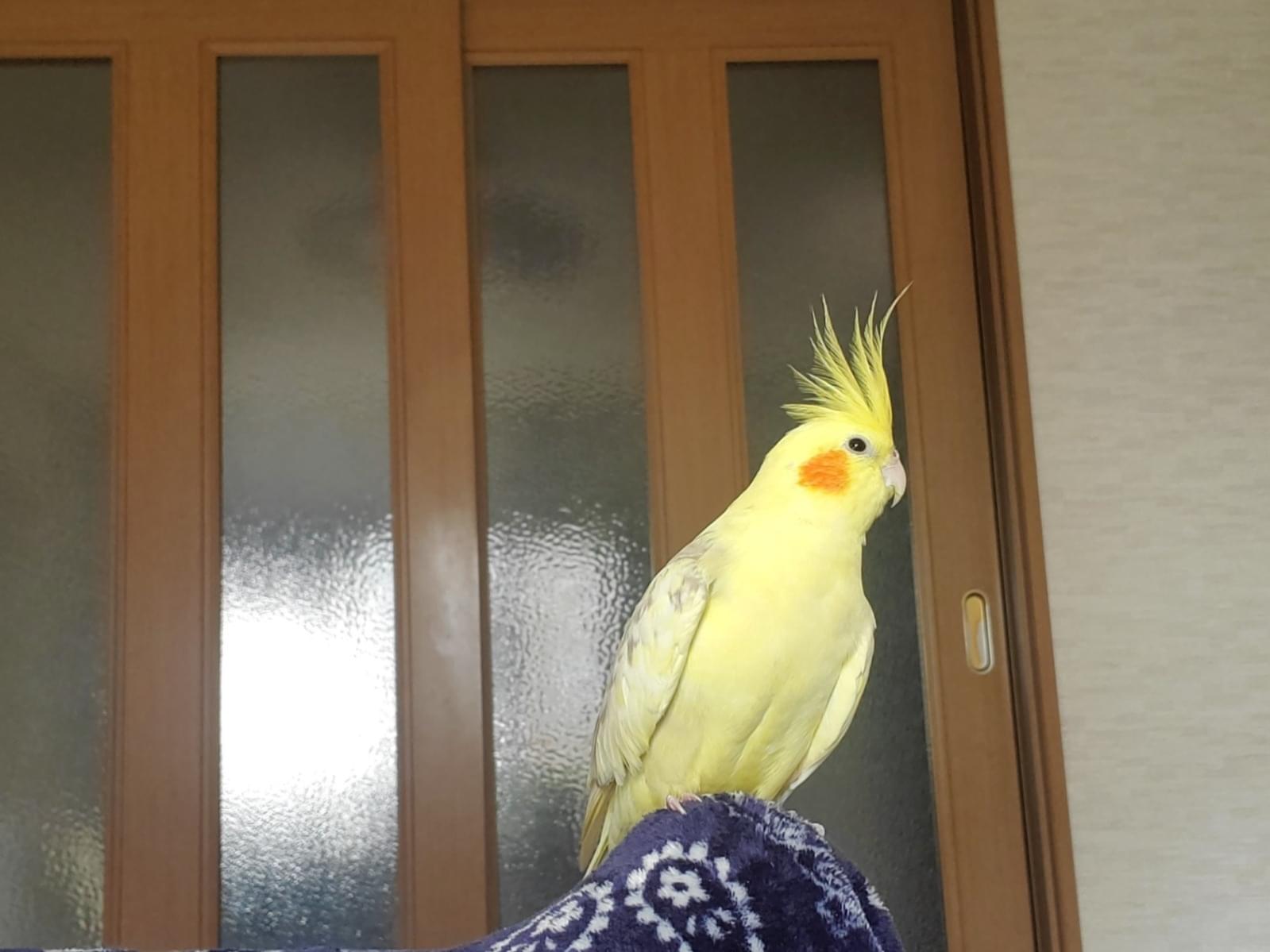 ピー子ちゃん ピー子ちゃん