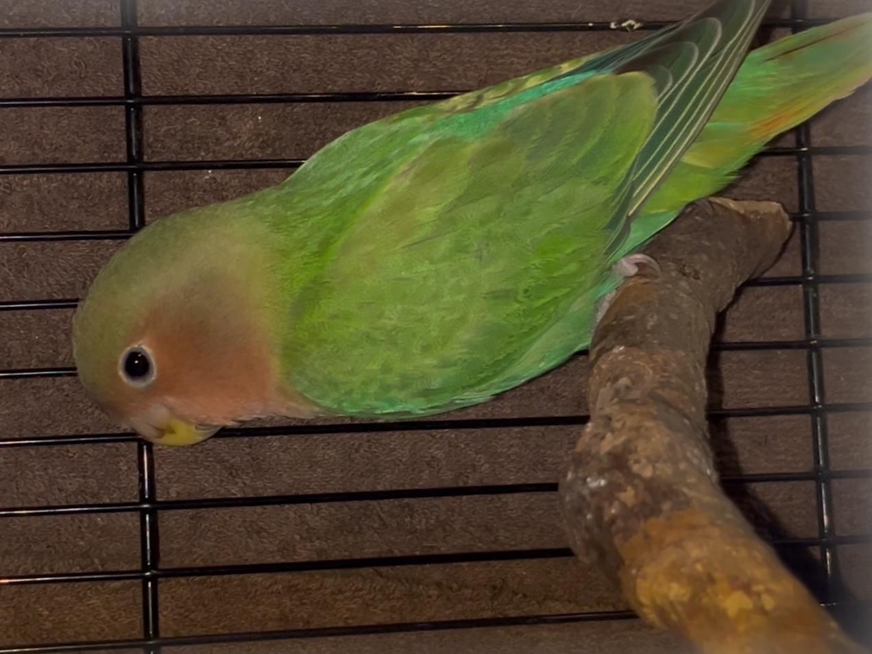 リングちゃん リングちゃん