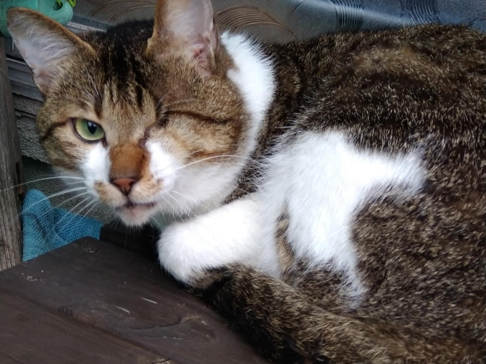 目撃された猫 目撃された猫