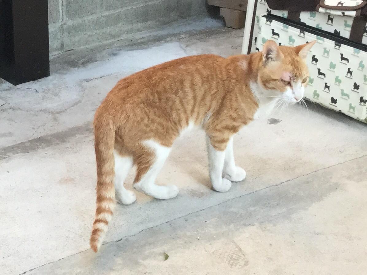 目撃された猫 目撃された猫
