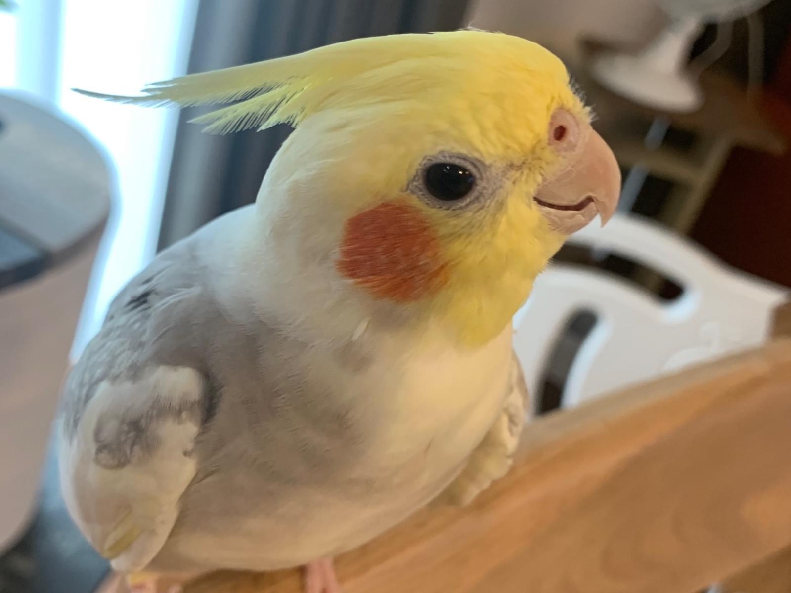 ヴィヴィちゃん ヴィヴィちゃん