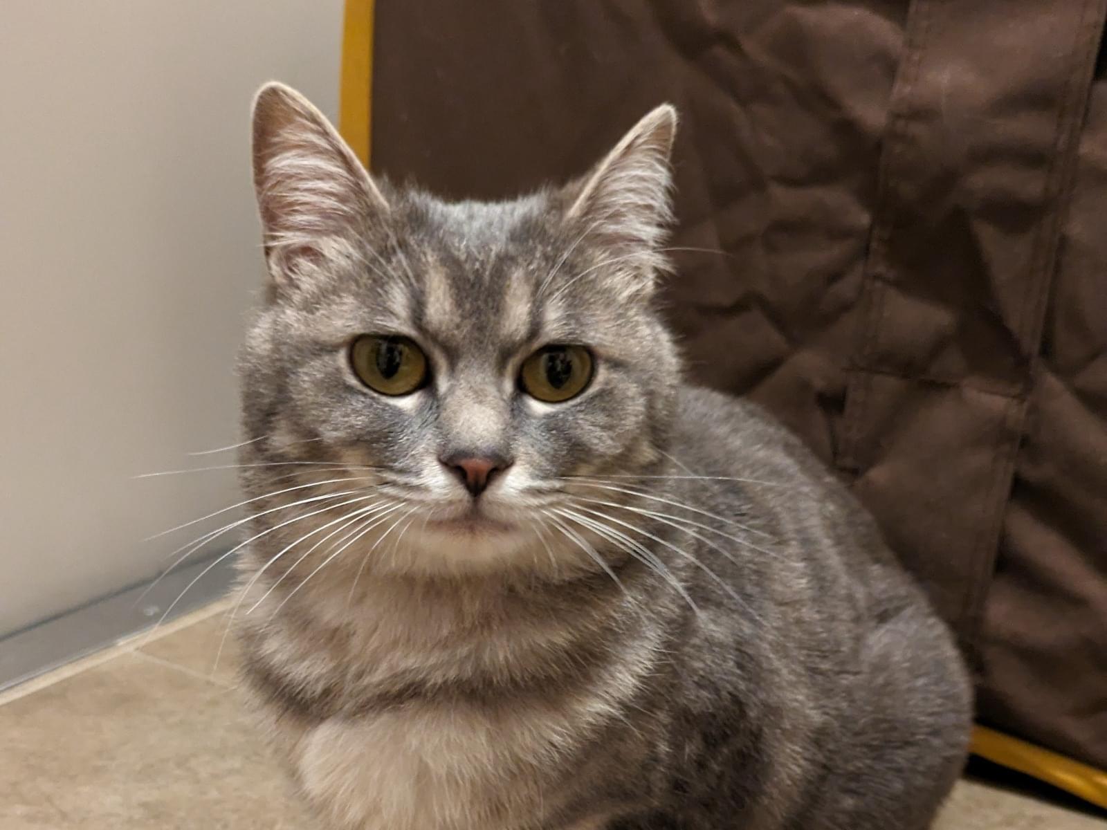 保護された猫 保護された猫