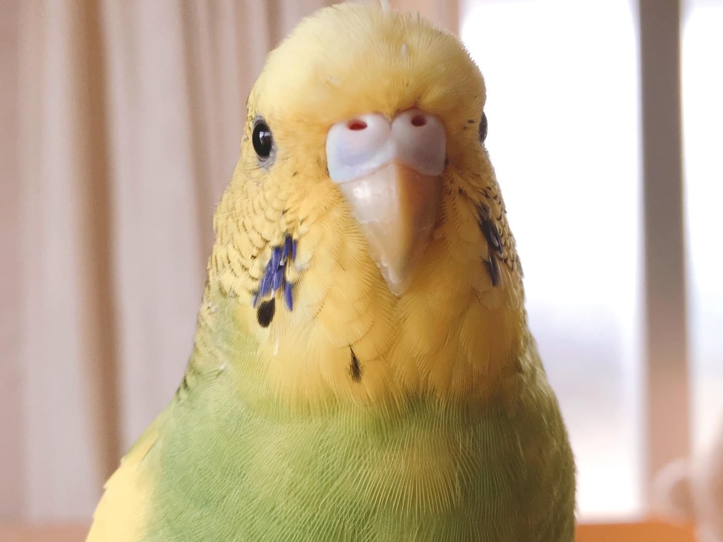エリザベスちゃん エリザベスちゃん