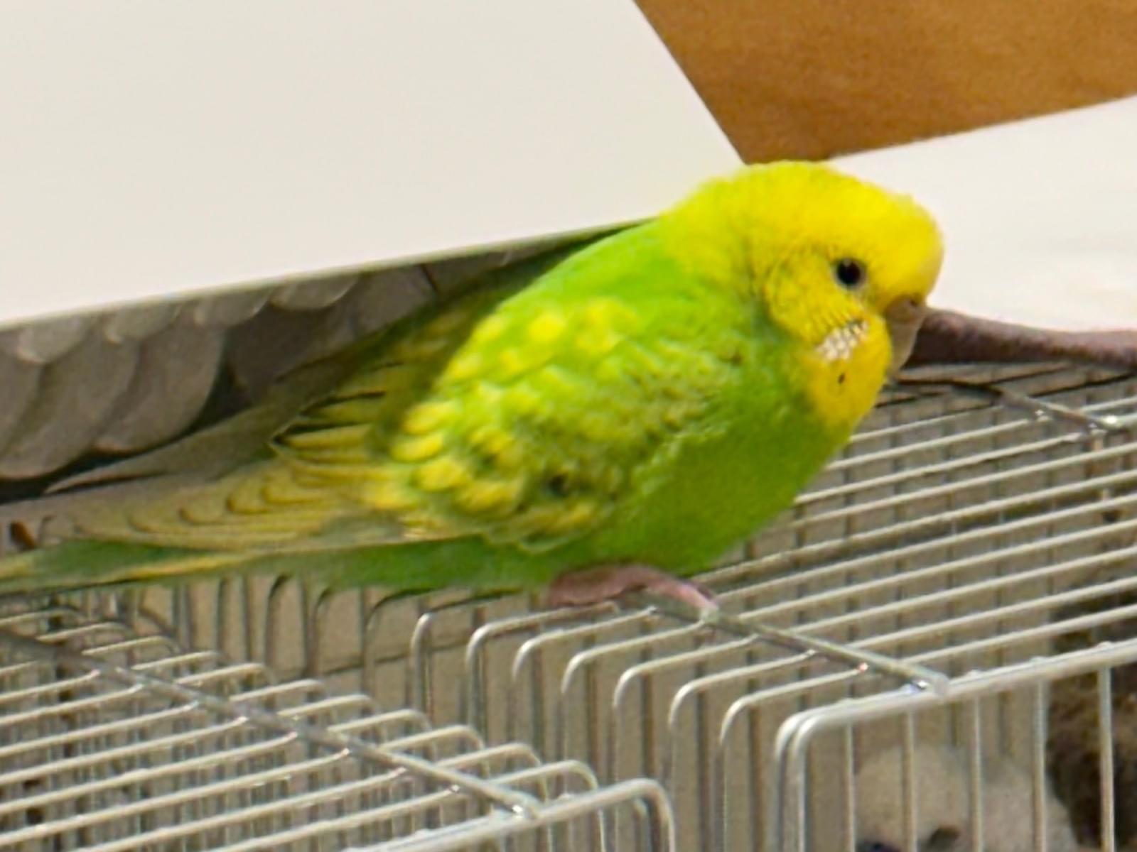 フィーちゃん