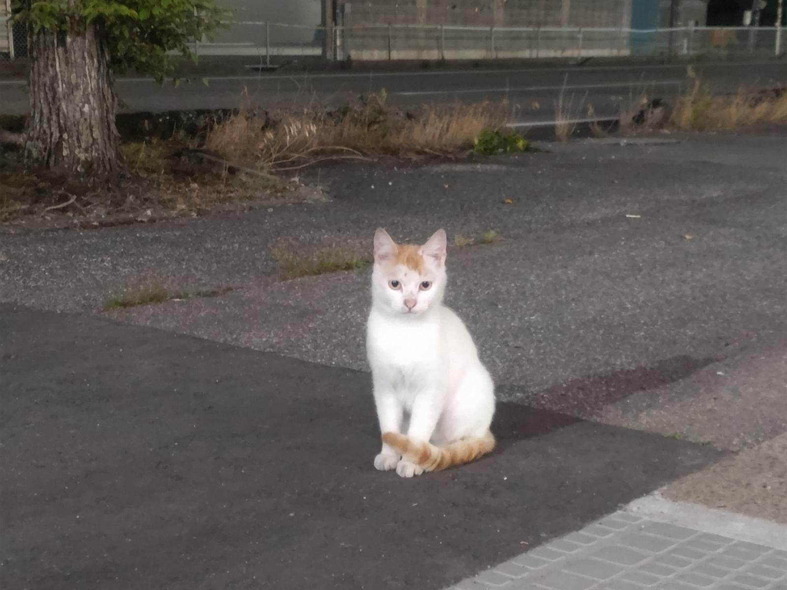 目撃された猫