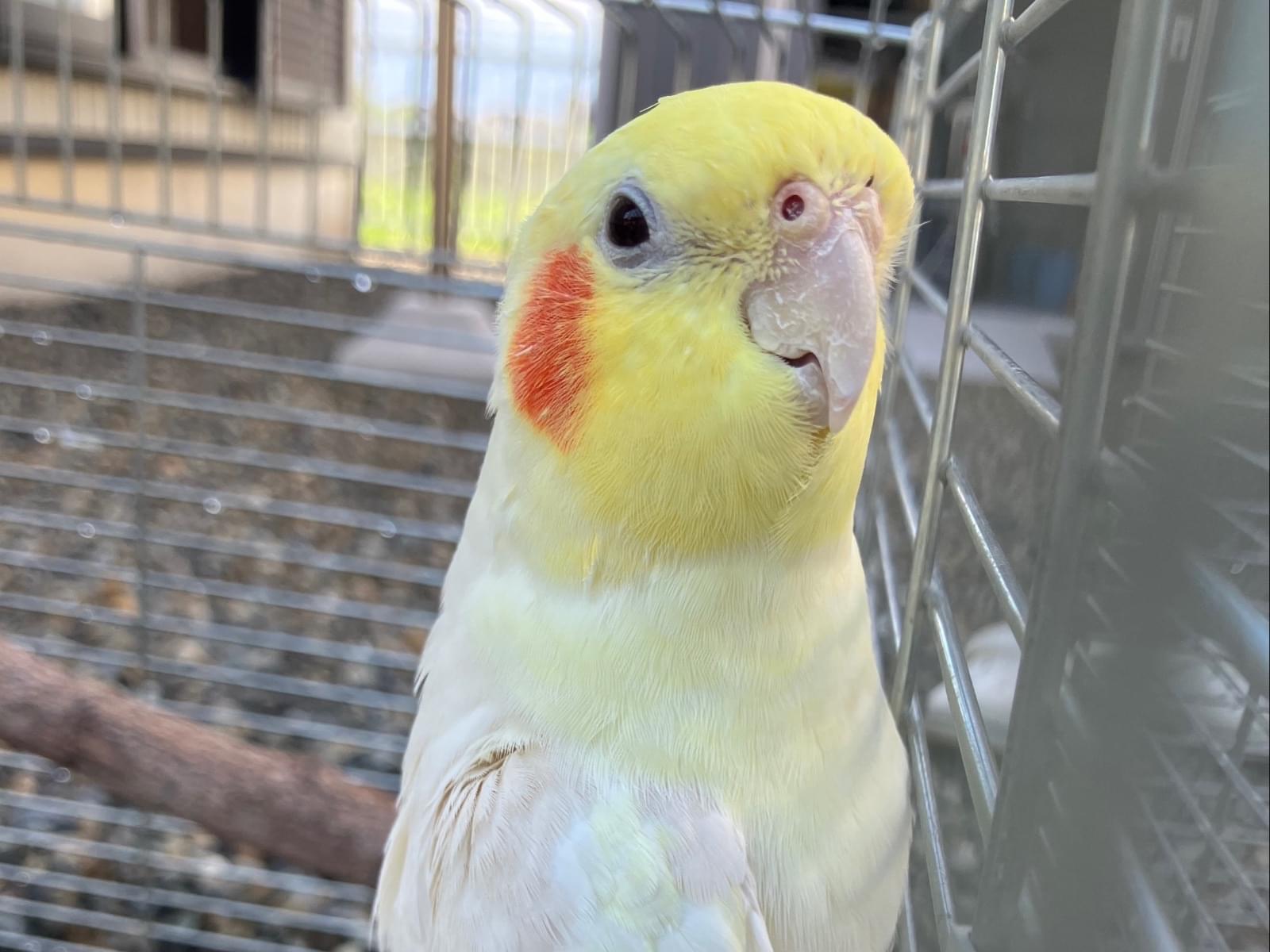 ビンタちゃん ビンタちゃん