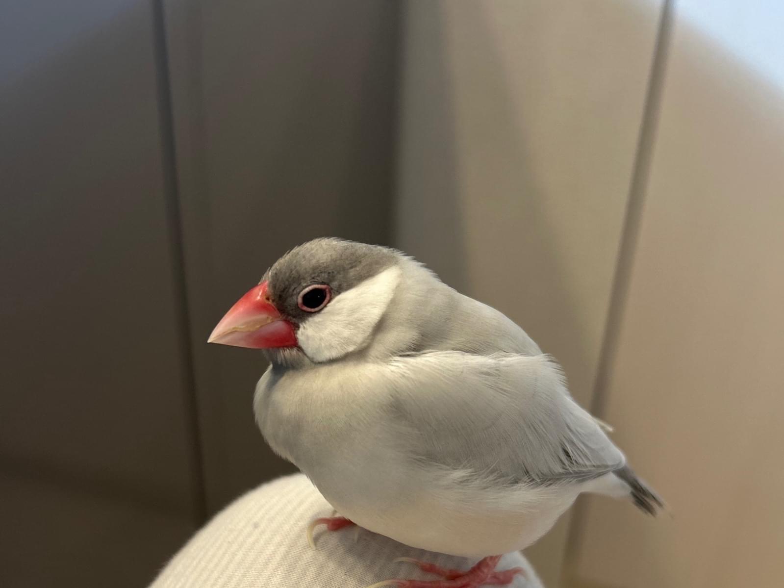 ウジュちゃん ウジュちゃん