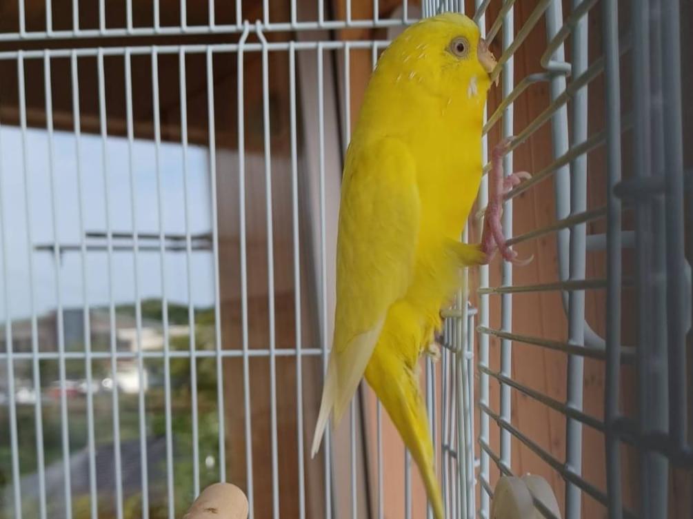 ポポちゃん ポポちゃん