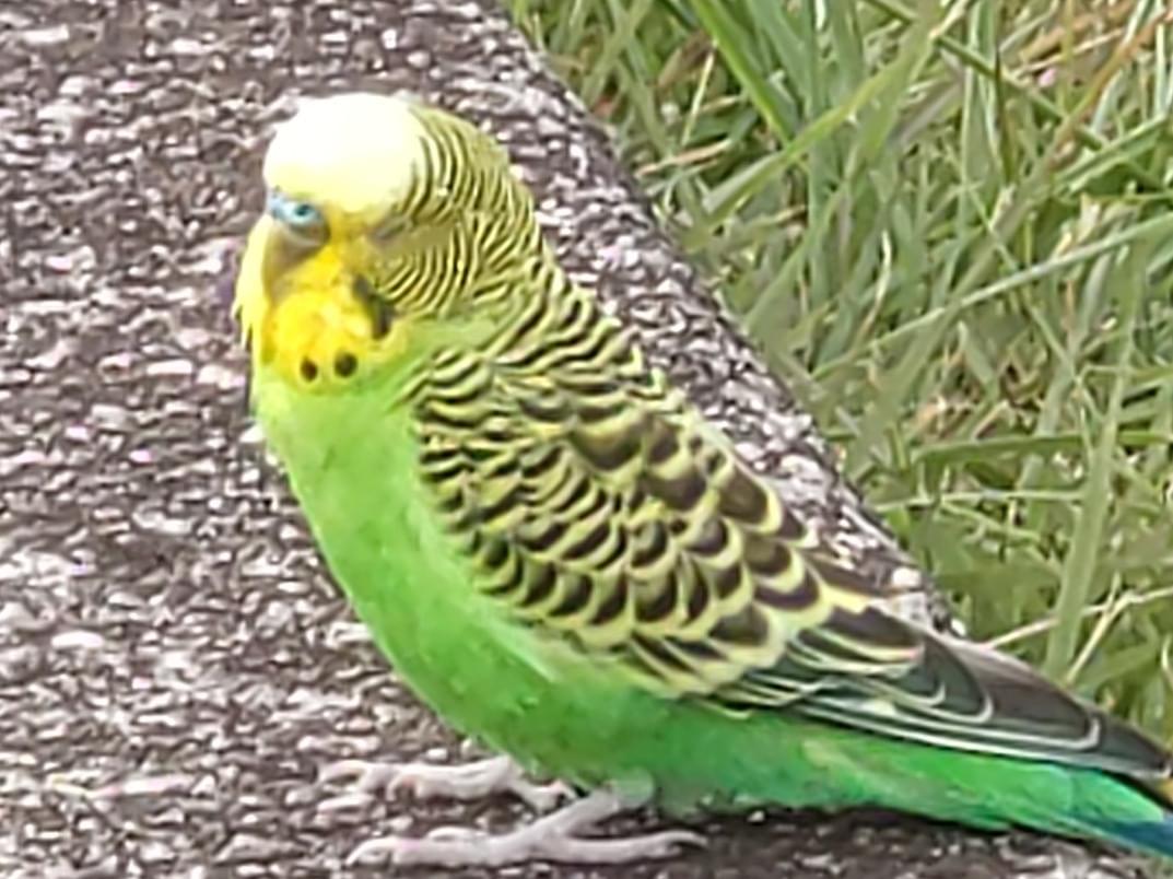 目撃された鳥 目撃された鳥