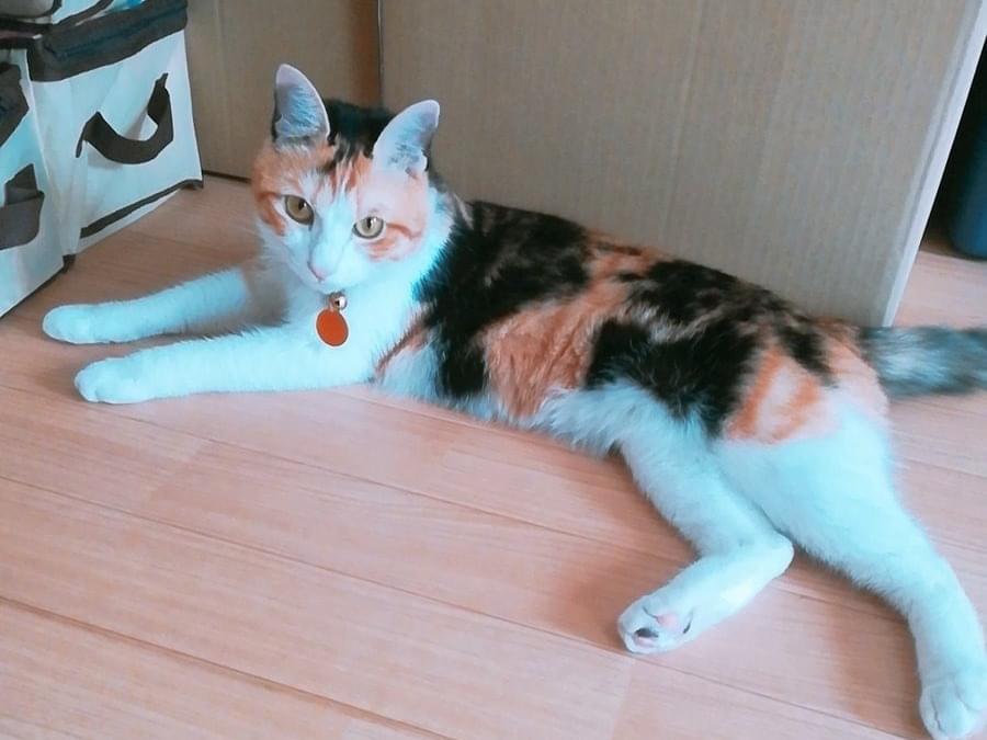 リンちゃん リンちゃん