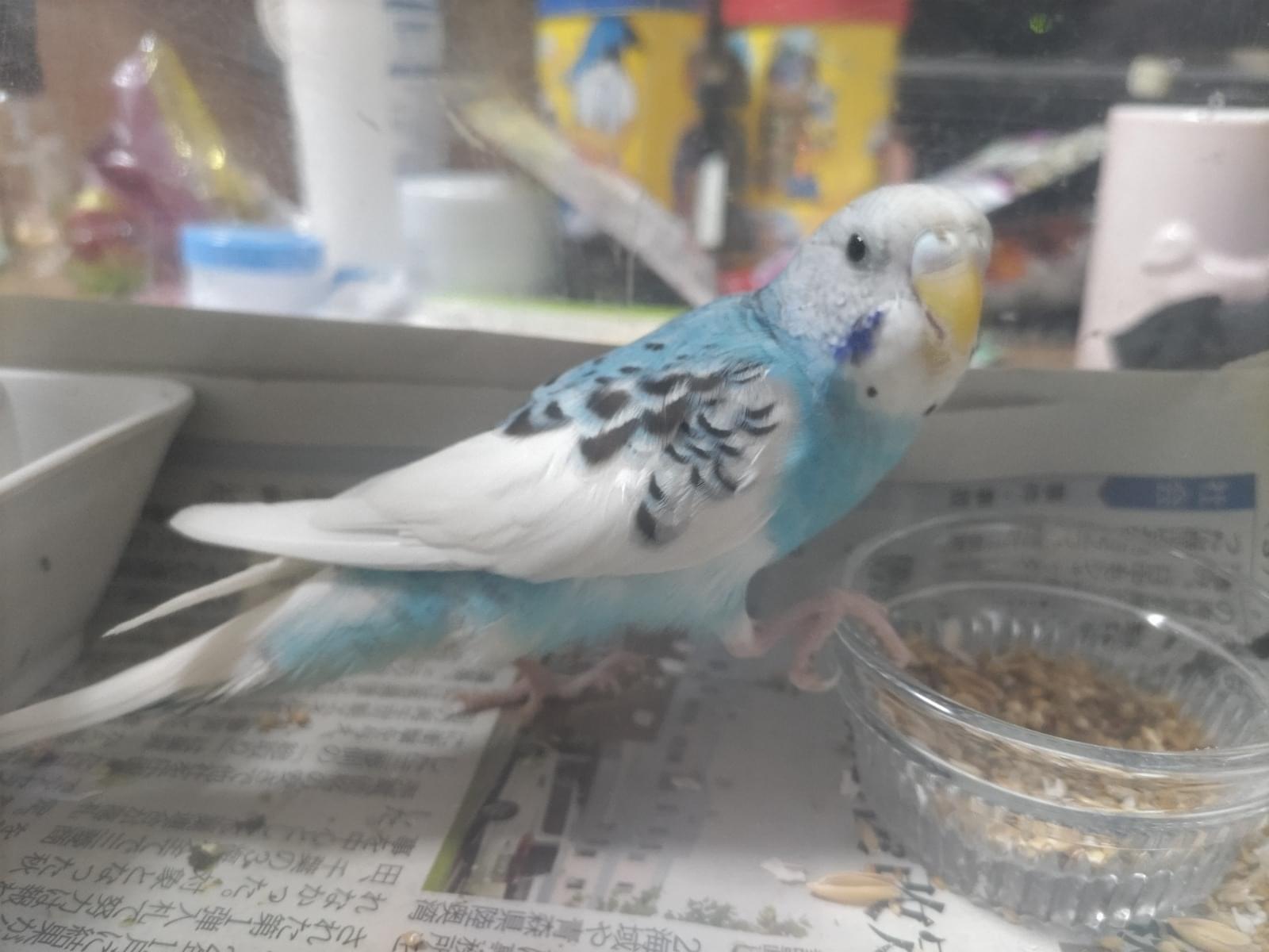 保護された鳥 保護された鳥