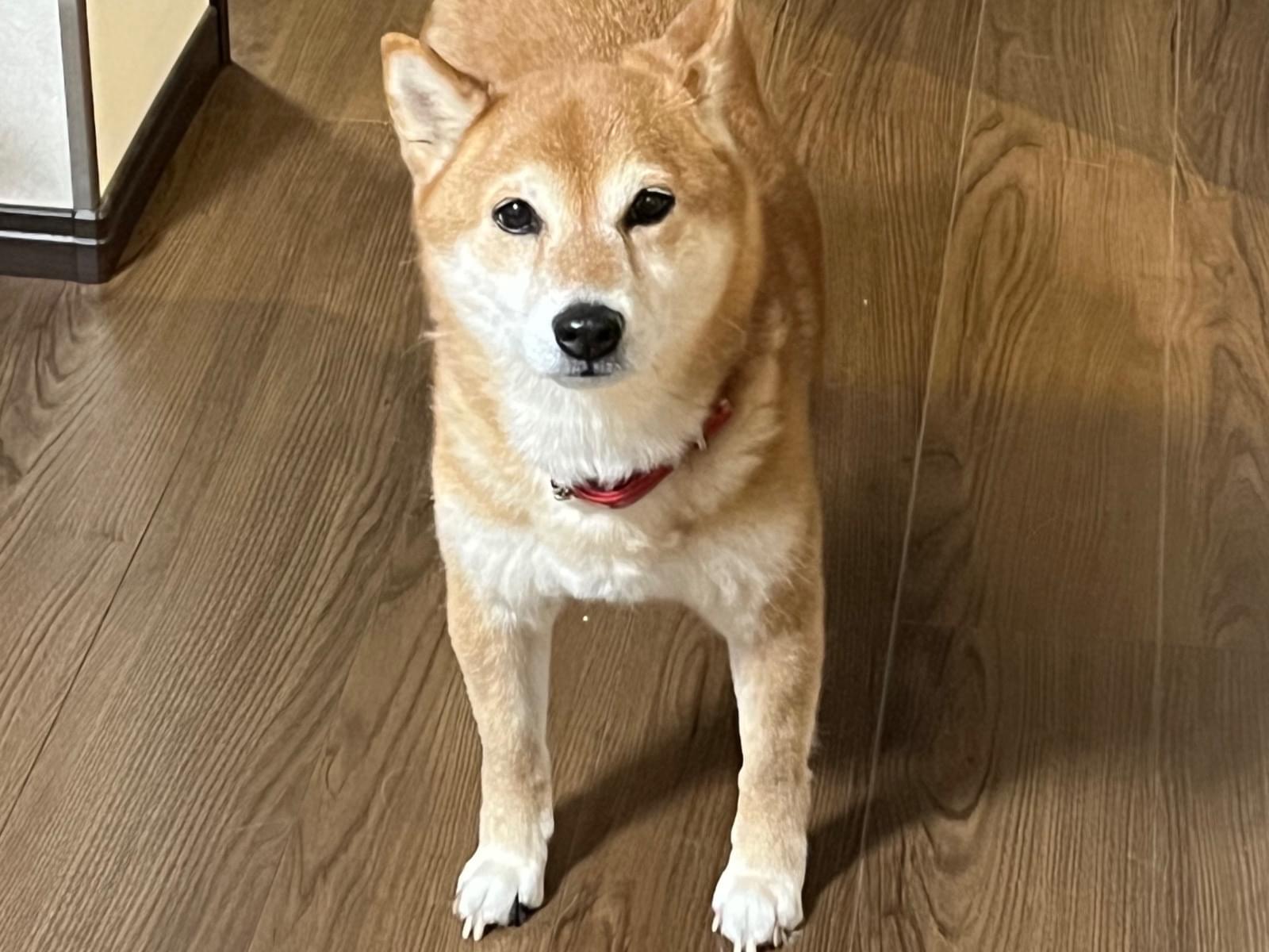 むぎちゃん むぎちゃん