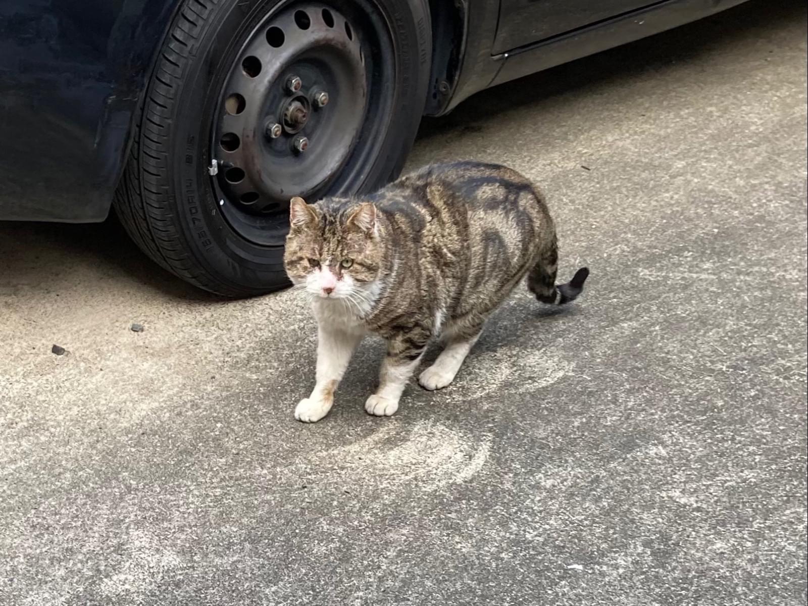 目撃された猫 目撃された猫