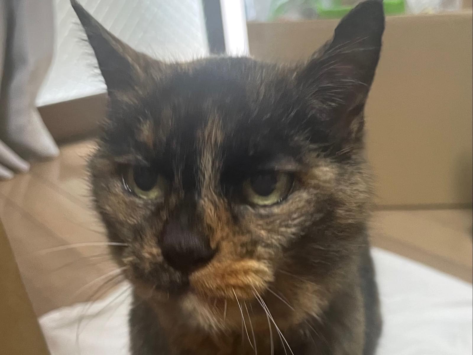 保護された猫 保護された猫