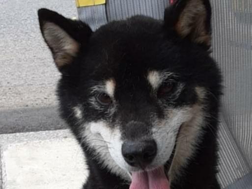 保護された犬 保護された犬