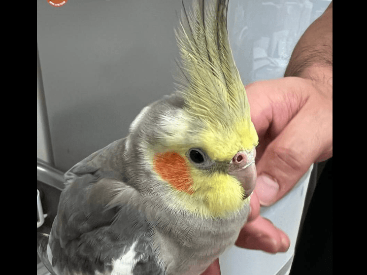 保護された鳥 保護された鳥