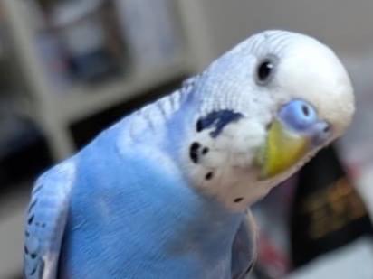 保護された鳥
