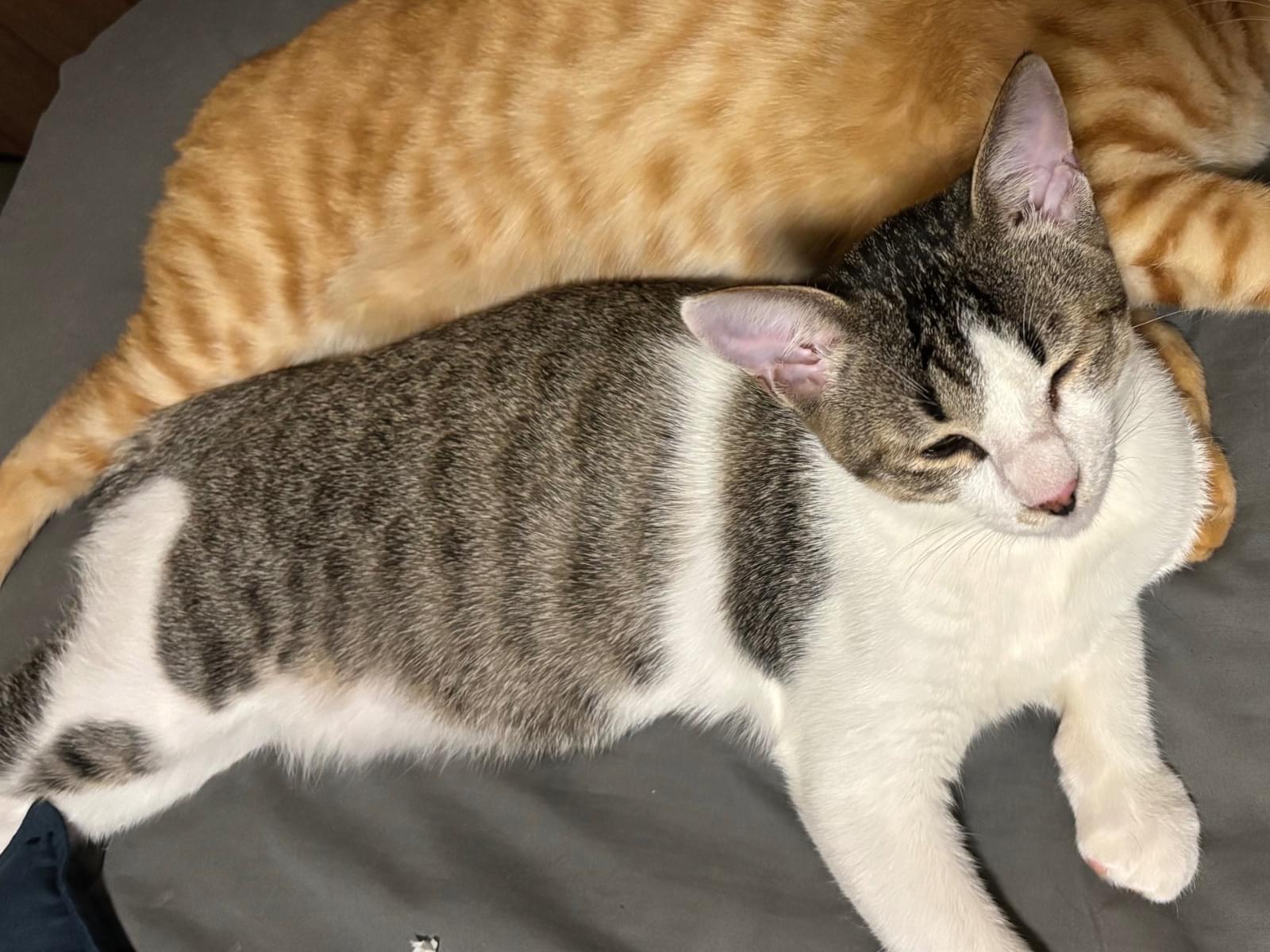 虎吉ちゃん 虎吉ちゃん