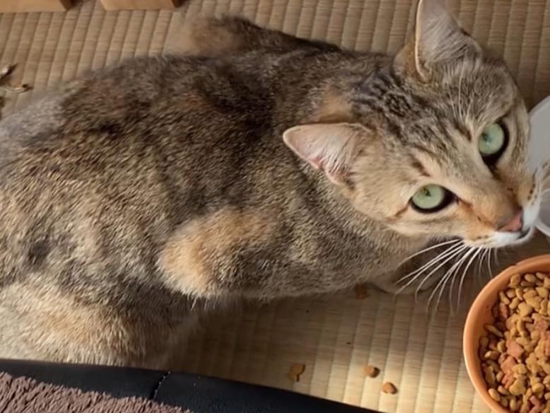 目撃された猫 目撃された猫