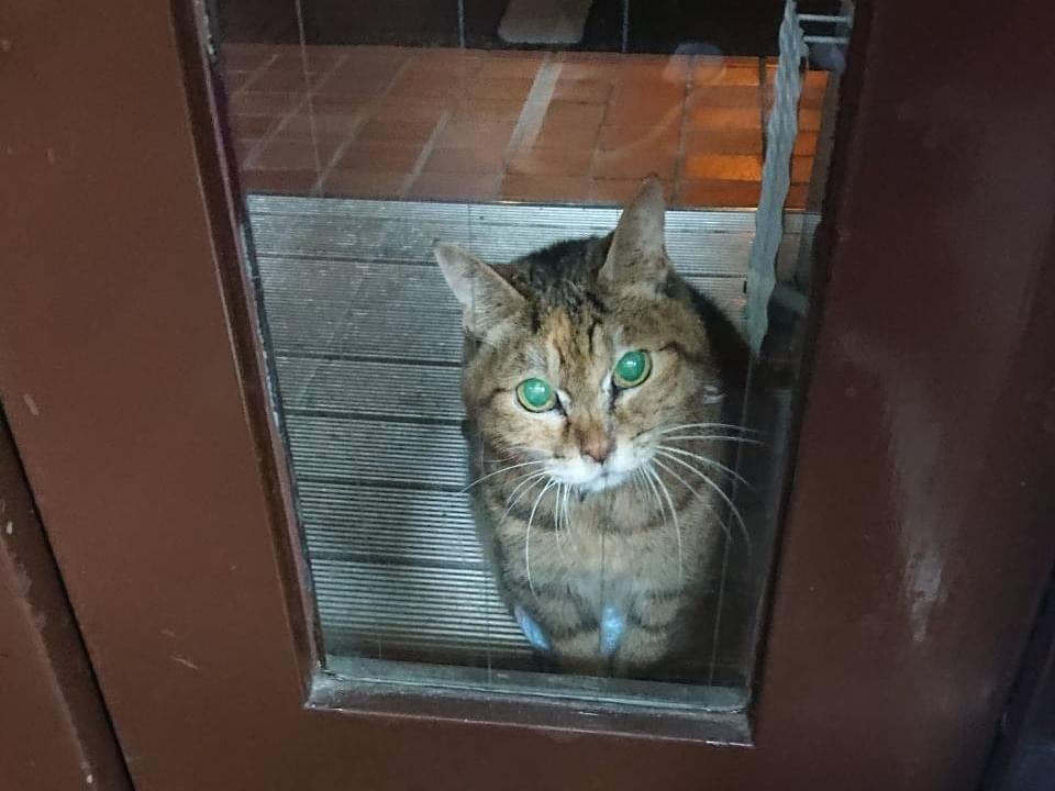 保護された猫 保護された猫
