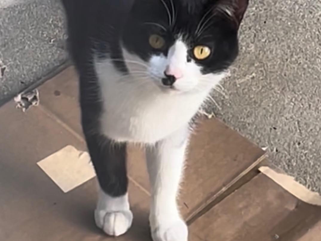 クロちゃん クロちゃん